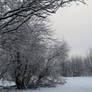 Winter forest 823