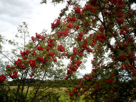 Nature 901