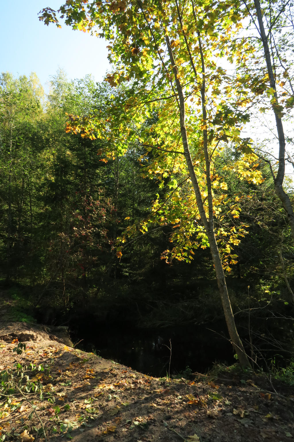 Forest 980 By MASYON On DeviantArt forest-980-by-masyon-on-deviantart