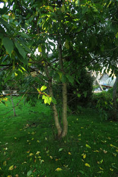 Garden 1327