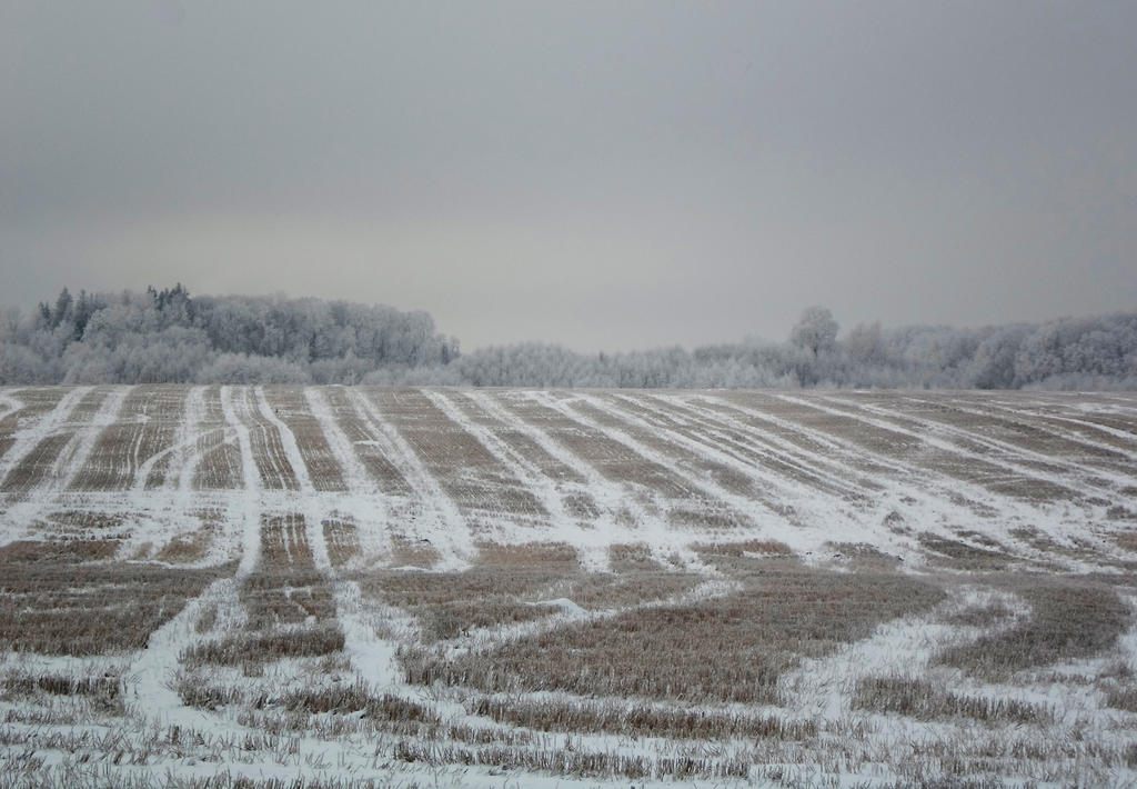 Estonian nature 1