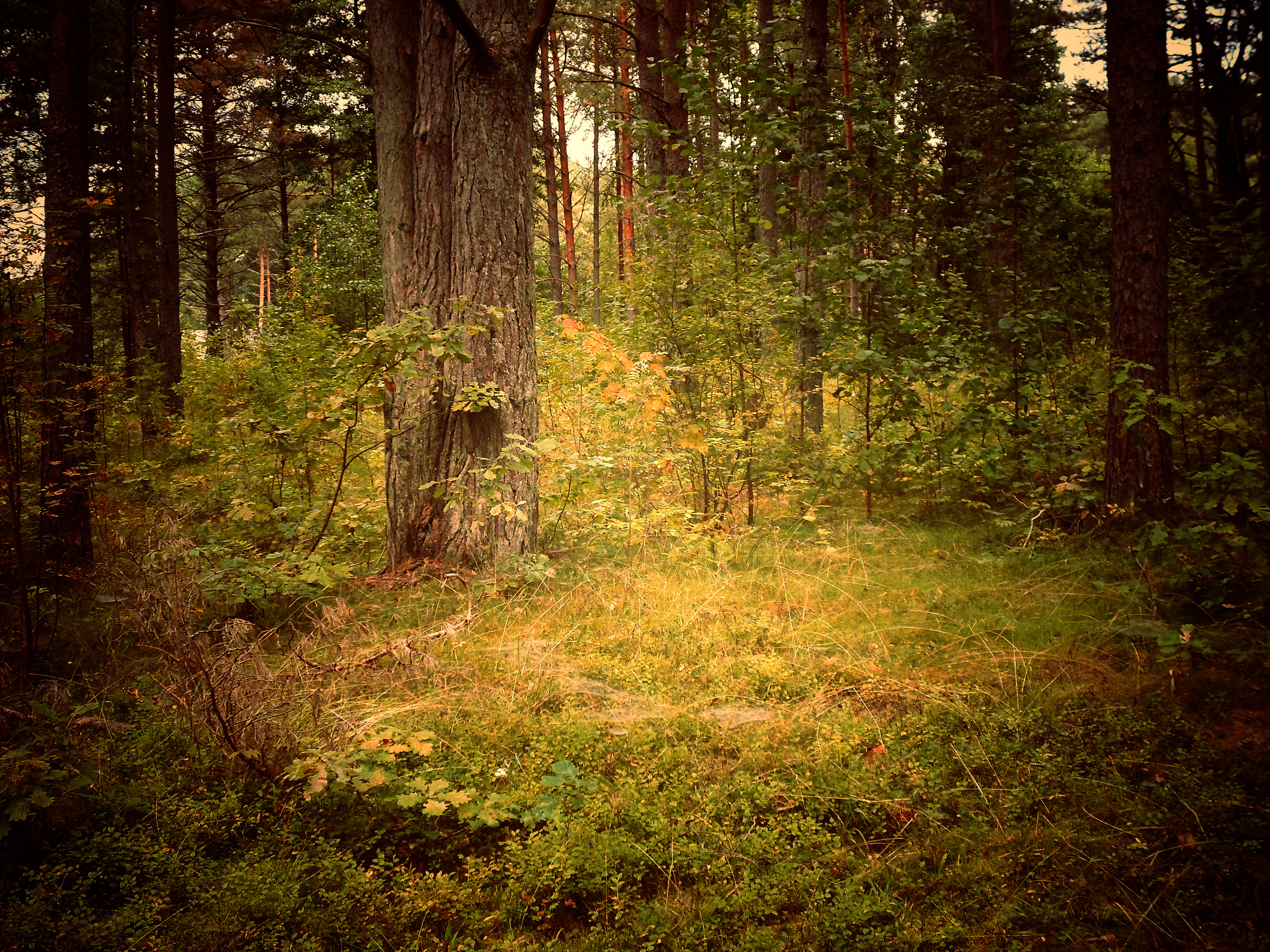 Estonian nature 154