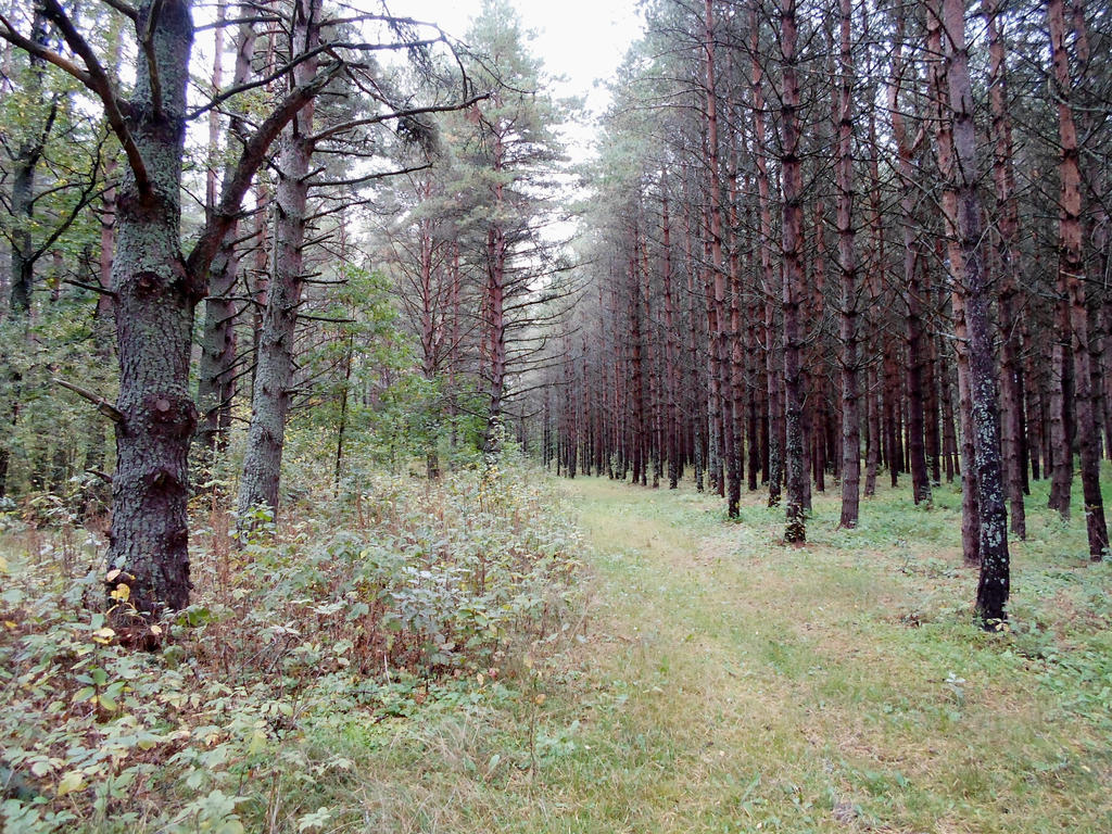 Estonian nature 204