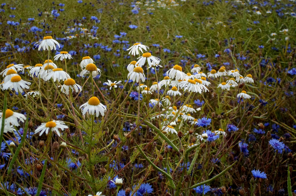 Estonian nature 225