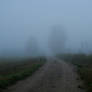 Autumn fog 228