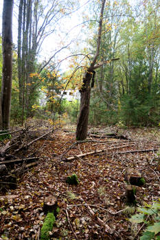 Forest 30