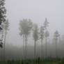 Autumn fog 499