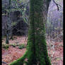 Mossy Tree in Ireland