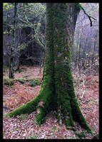 Mossy Tree in Ireland