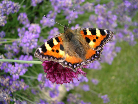 Small Tortoiseshell Butterfly