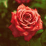 Like A Rose...