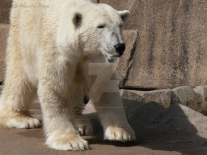 Polar Bear