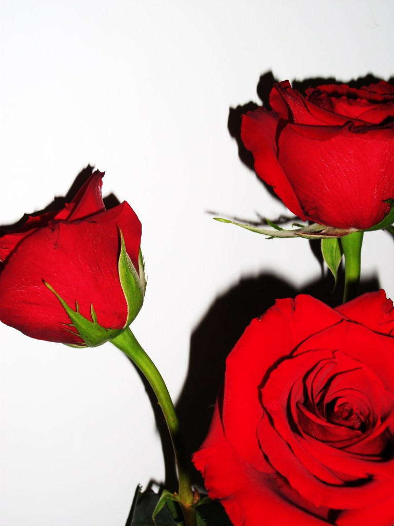 Triple Rose by elegant-chaos on DeviantArt