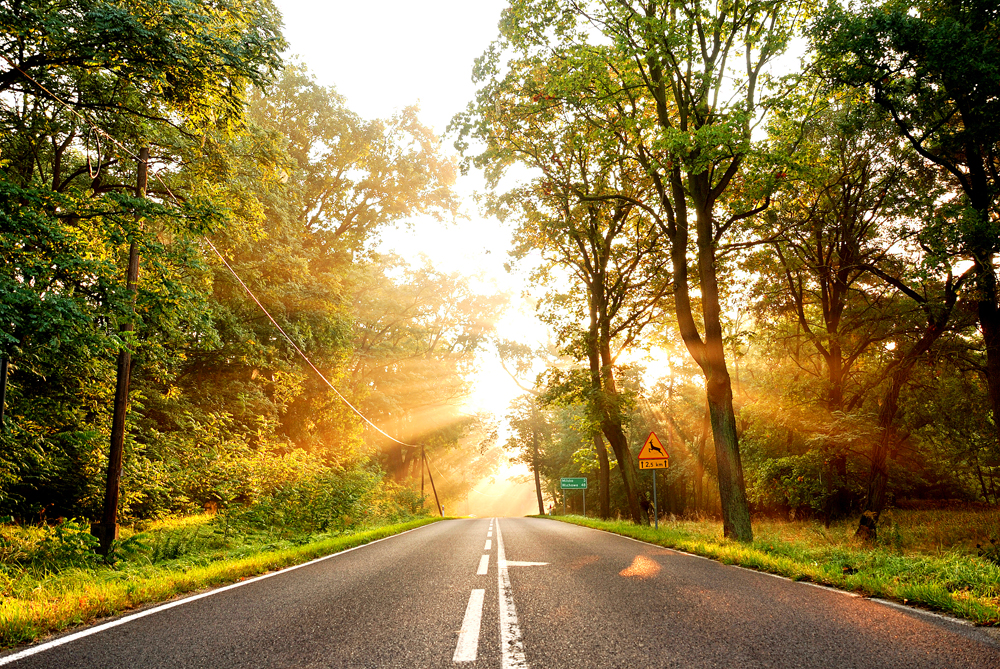 Foggy Road