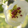 White flower