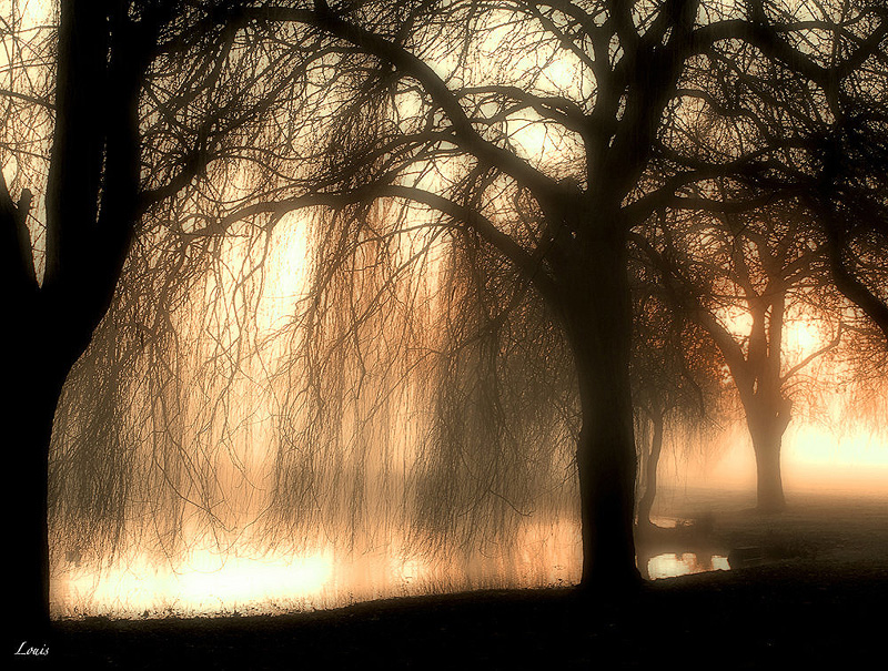 Arbres au petit matin