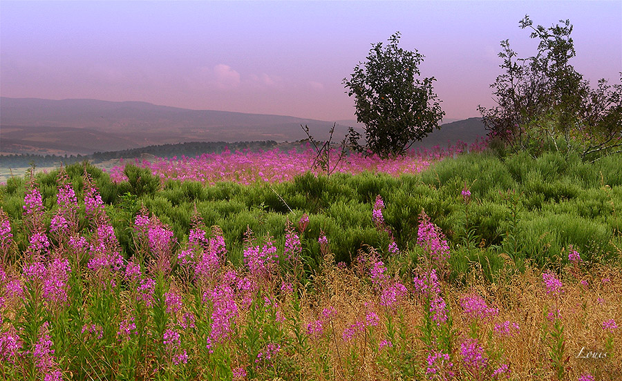 Margeride - lozere