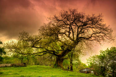 nature-tree