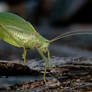 Katydid 1