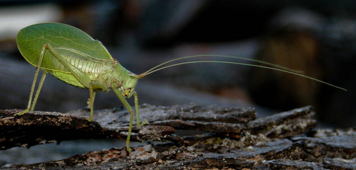 Katydid 1