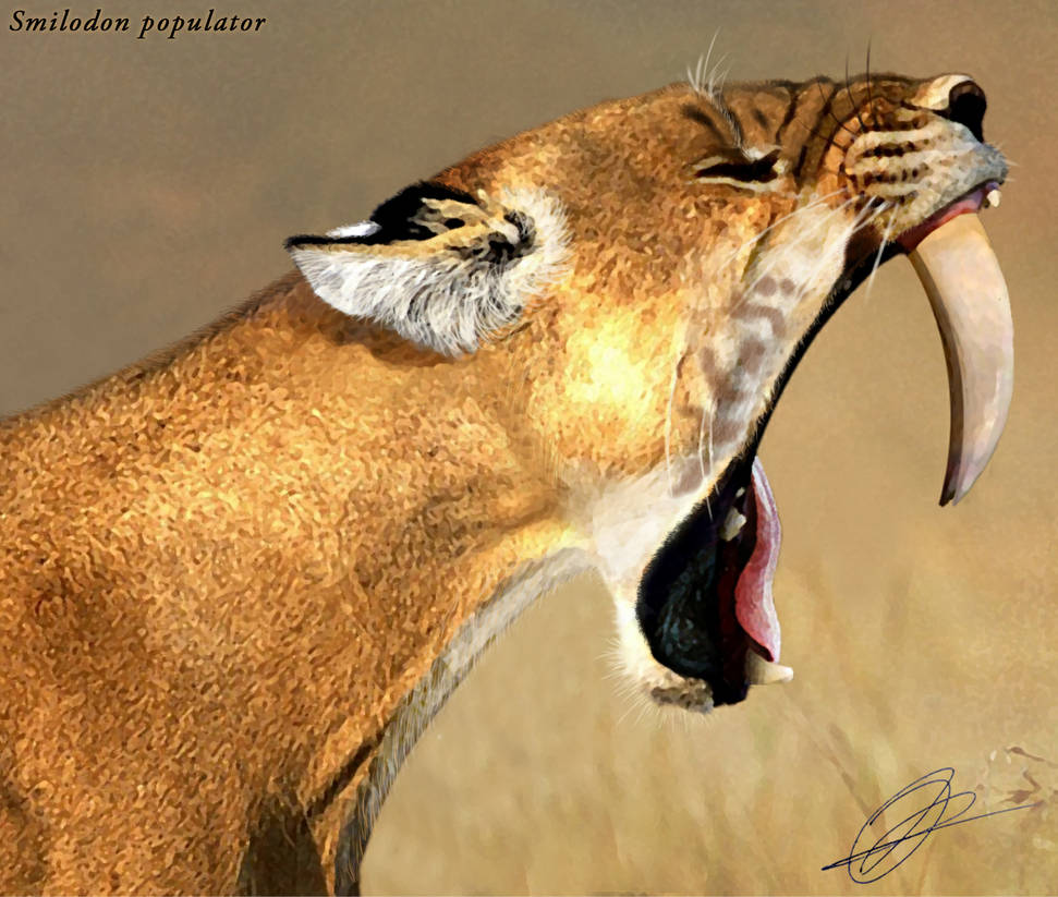 Smilodon populator by Peterhutzler on DeviantArt