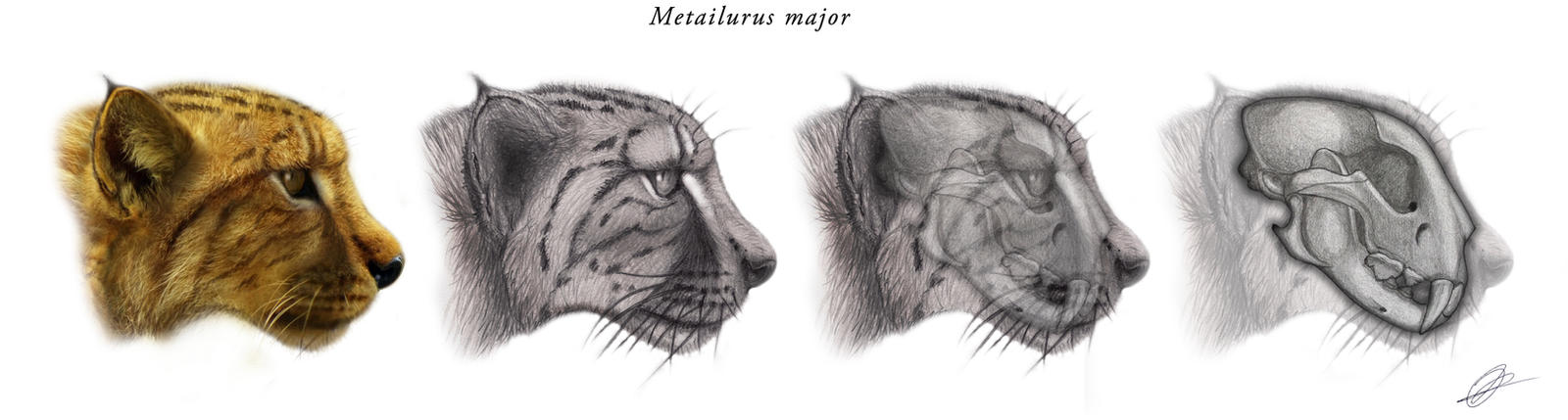 Metailurus Minor Metailurus major v1 by Peterhutzler on DeviantArt