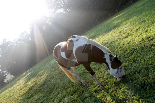 Paint gelding