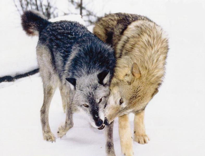 Схватка про волков