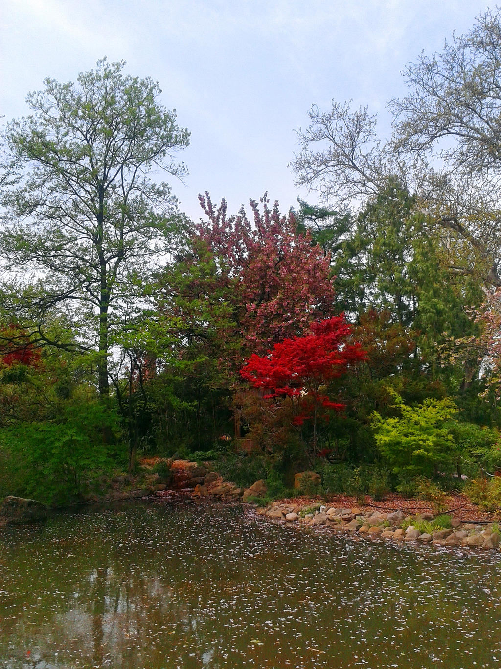 Japanese Garden Red Tree by Flowarin on DeviantArt