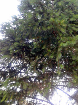 Fir tree