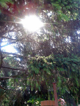 Fir tree with sunshine 2