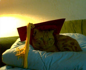 Graduation Kitty