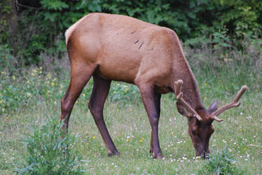 Roosevelt elk ...