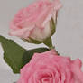 A Pair Of Pink Roses (Drawing Reference)