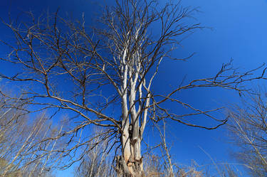 Naked veins