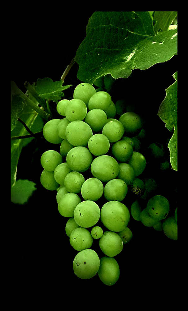 Grapes