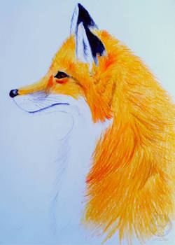 Fox #7