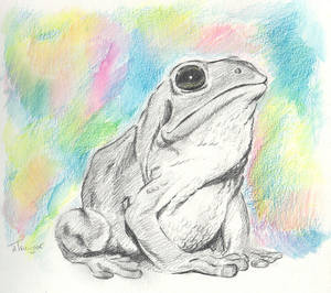 Rainbow Frog