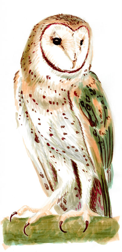 Barn Owl