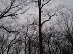 the last of winter trees. by amiha