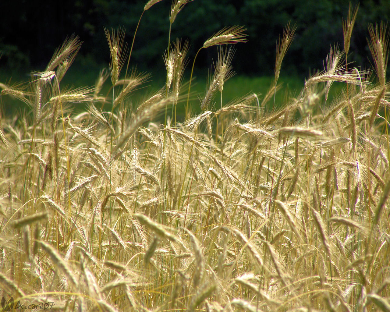 Field Of Gold