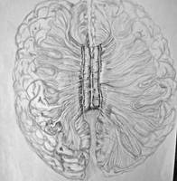 Corpus callosum