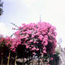 Bougainvillea