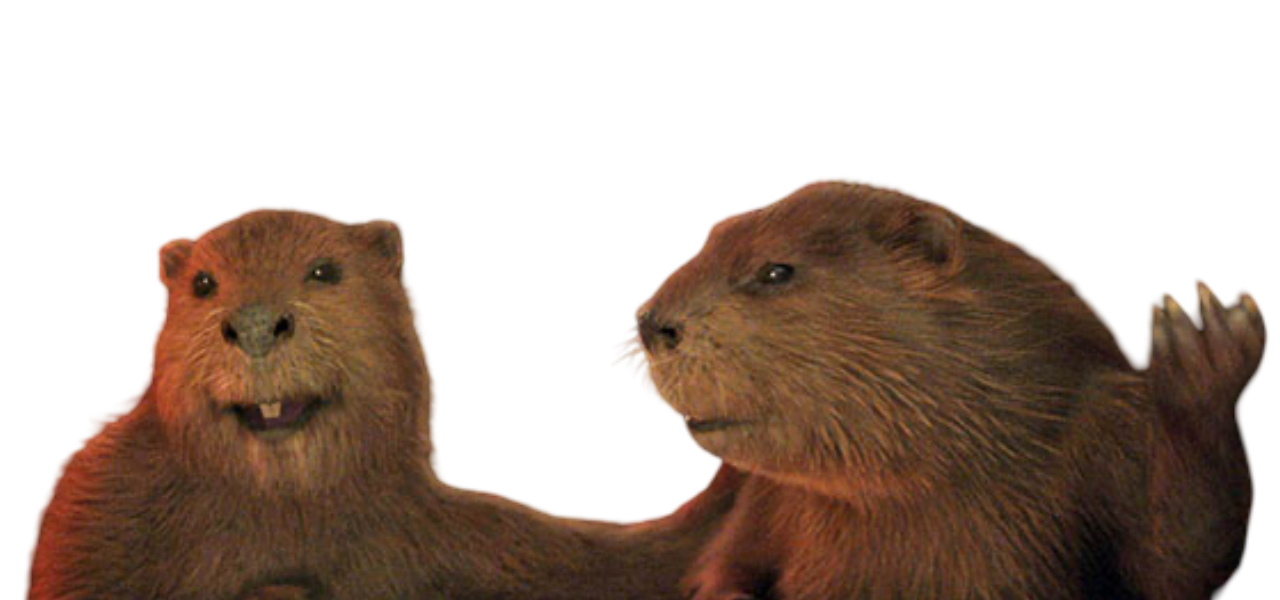 Master Beaver Mr and Mrs Beaver by Draco-Awesomeness on DeviantArt