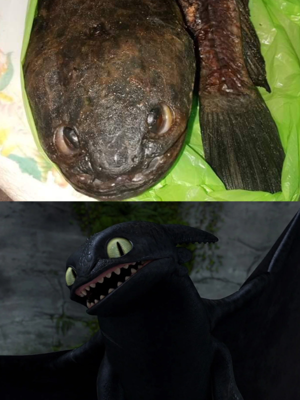 Toothless reacts to toothless fish by Draco-Awesomeness on DeviantArt