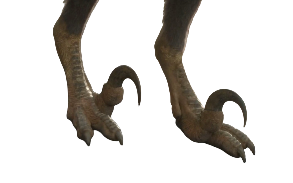 Raptor feet by Draco-Awesomeness on DeviantArt