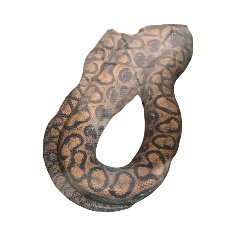 Snake by Draco-Awesomeness on DeviantArt