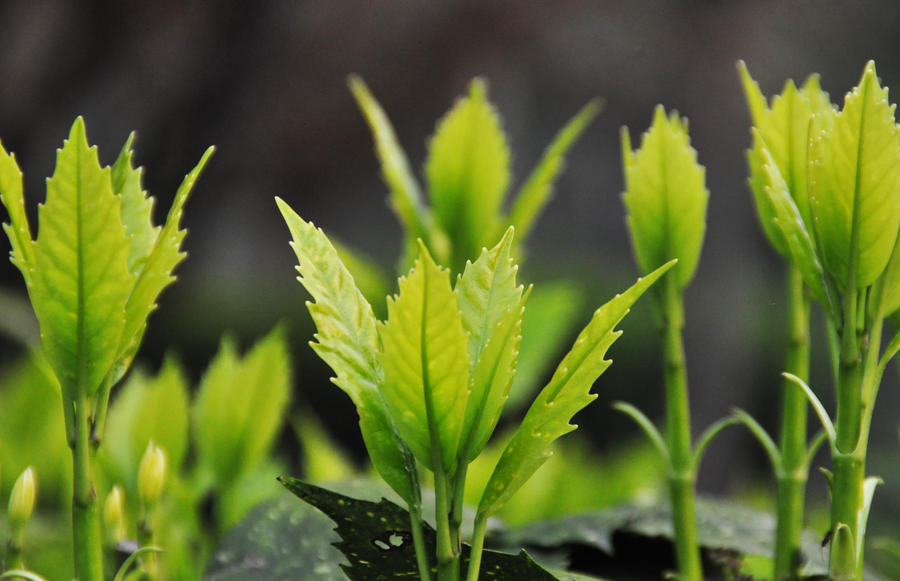 Spring leaves