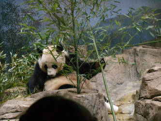 Panda @ the zoo