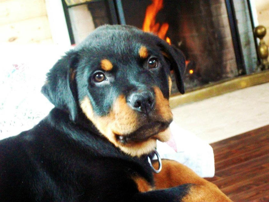 Baby Rottie by Just--Like--Heaven on DeviantArt
